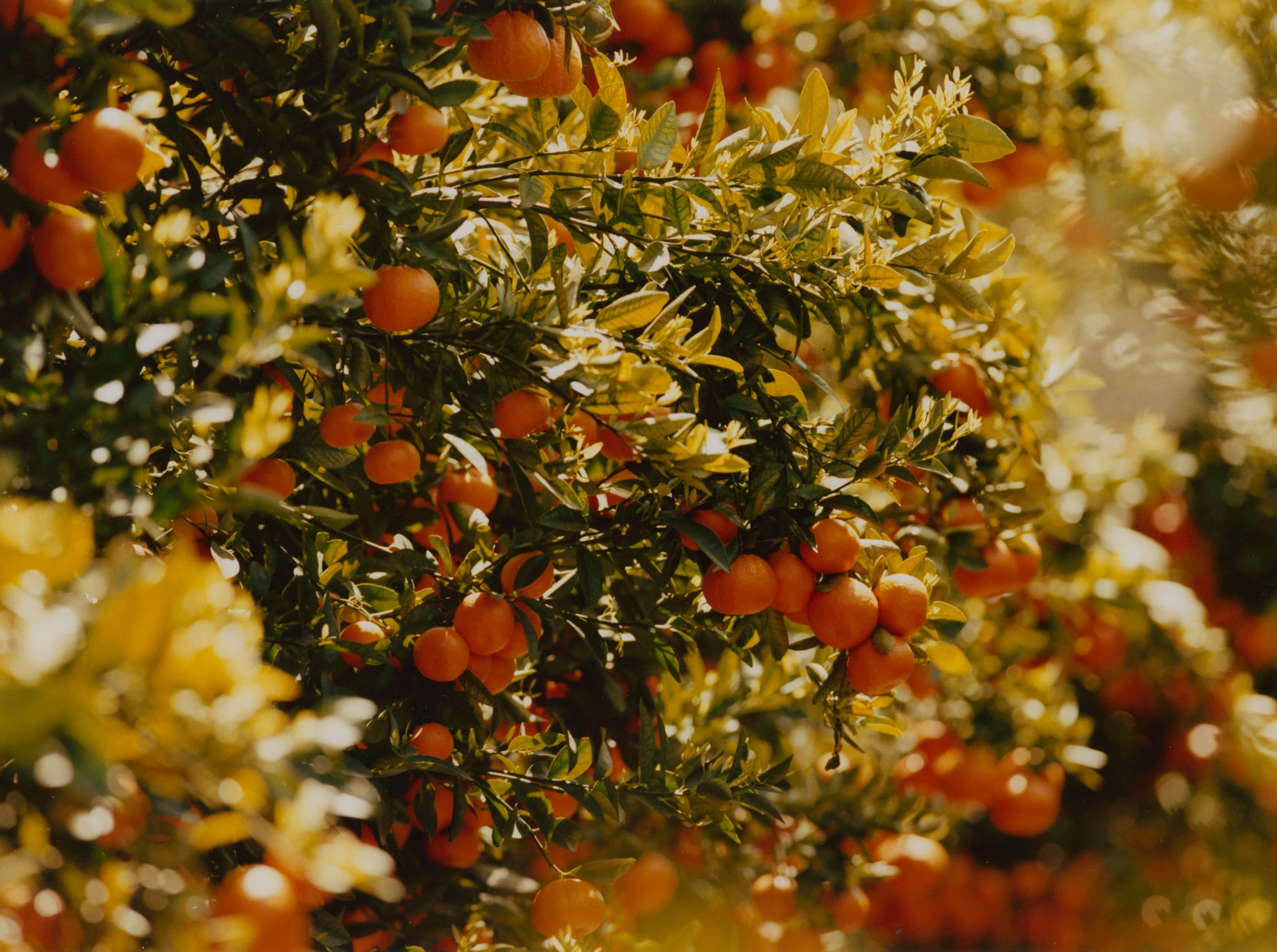 Test 4 Marmalade Grove