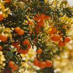 Citrus Club Box