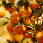 Citrus Club Box