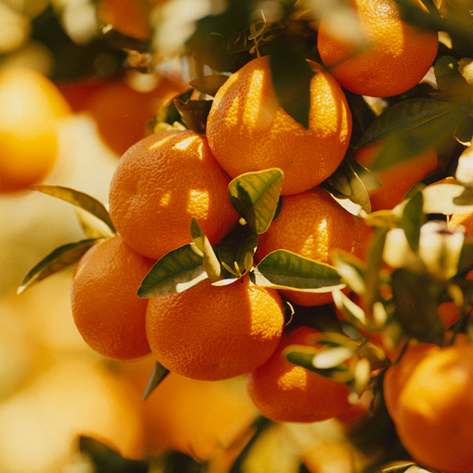 "Sunrise" Pixie Tangerine Marmalade