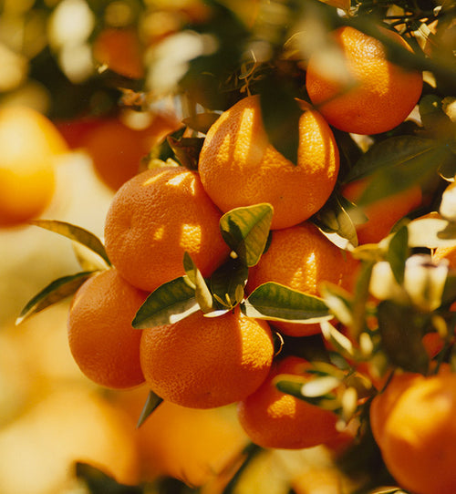 Wholesale Marmalade Grove